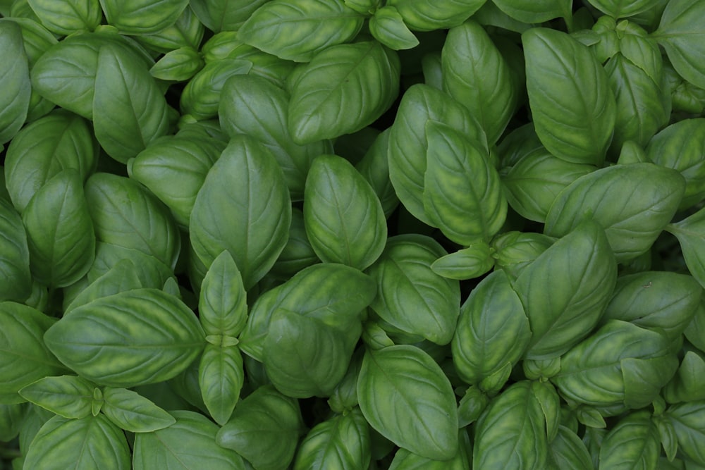 plantes à feuilles vertes