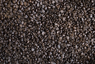 A close-up view of numerous dark roasted coffee beans filling the image. The beans are tightly packed and exhibit a glossy, oily surface characteristic of freshly roasted coffee. The irregular shapes and natural texture of the beans are clearly visible.