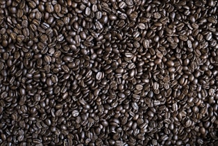 coffee bean lot