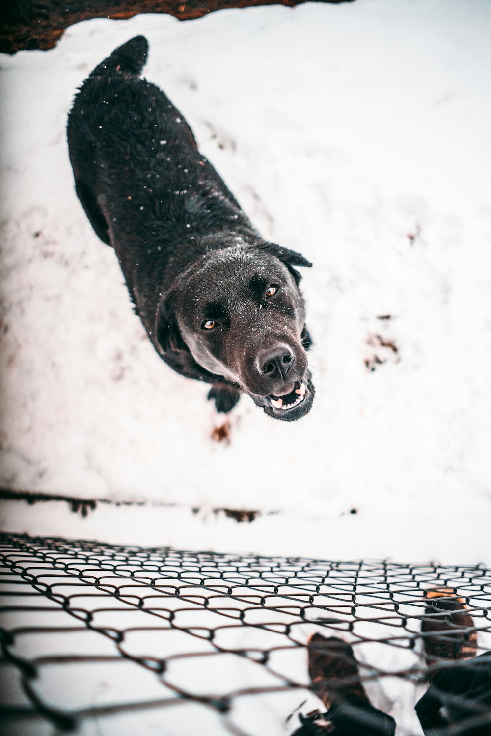 Kurzhaariger schwarzer Hund in der Nähe des Zyklondrahtzauns