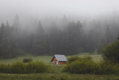 A quiet off-grid cabin nestled in the woods surrounded by solar panels.