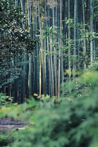A serene image showcasing a variety of bamboo products in a natural setting.