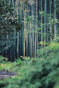 A serene bamboo forest with tall, slender bamboo stalks reaching upwards. The foreground features lush green foliage, creating a sense of depth and tranquility. Soft light filters through the bamboo, casting gentle shadows on the ground.