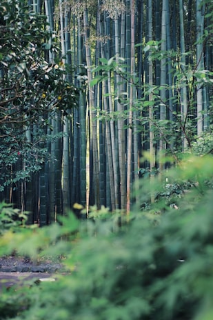 A serene bamboo forest with soft sunlight filtering through, symbolizing growth and tranquility.