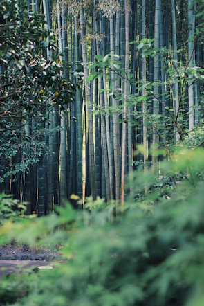A tranquil bamboo forest with soft sunlight filtering through tall green stalks, creating dappled shadows.