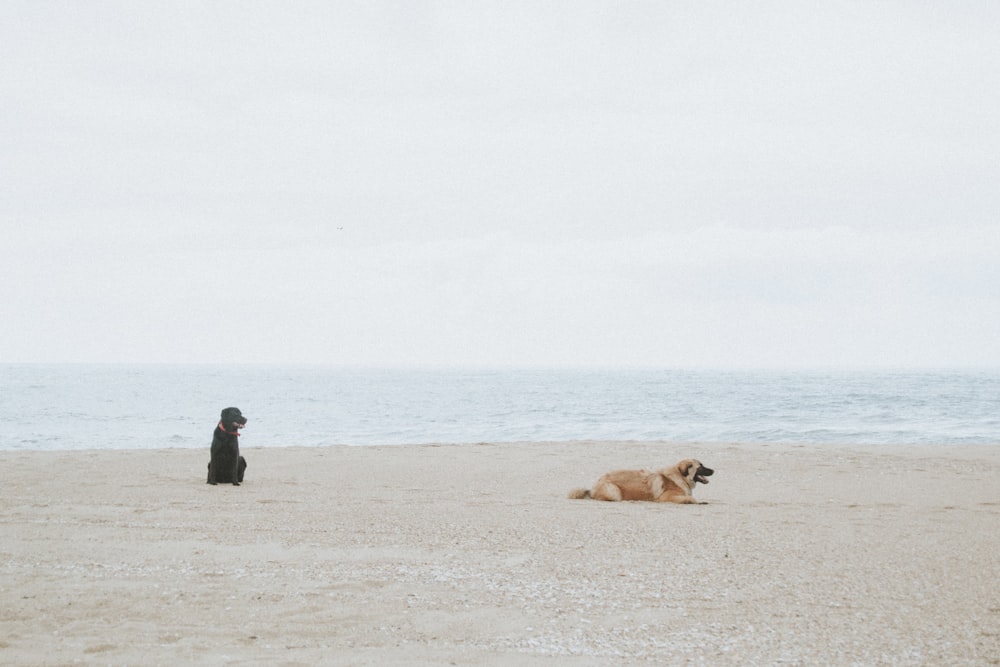 Due cani neri e marrone chiaro sulla spiaggia