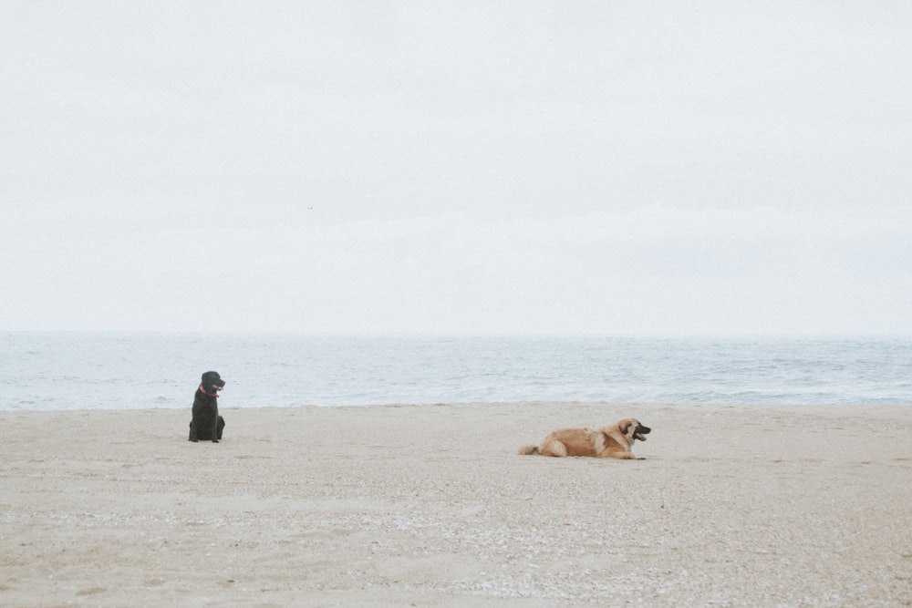 ビーチで2匹の黒と黄褐色の犬