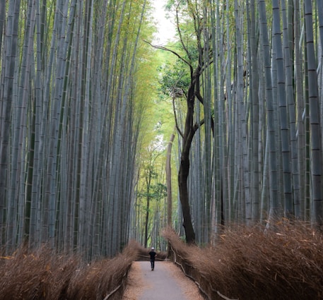 pathway with bamboo trees beside