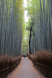 pathway with bamboo trees beside