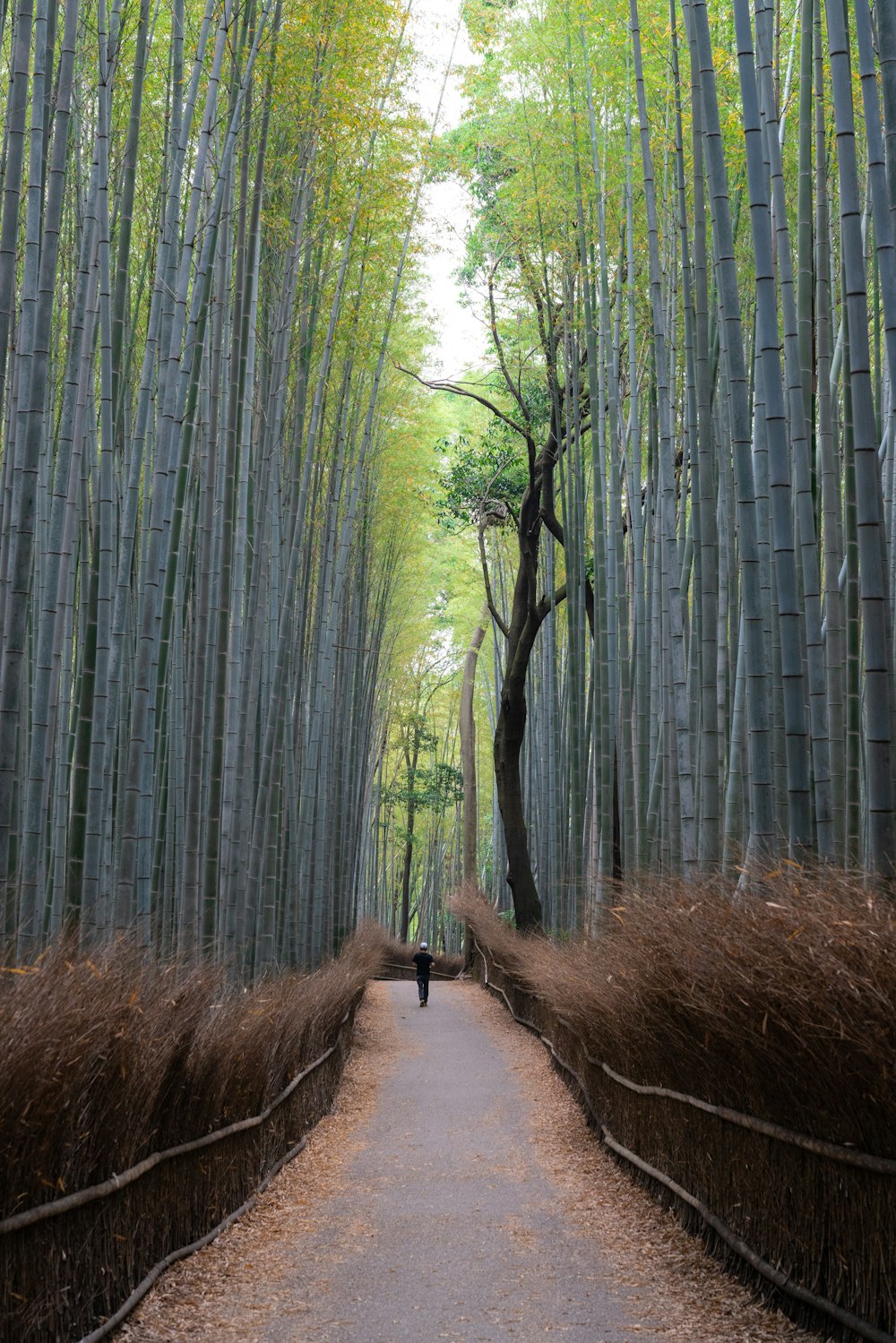 Camino con árboles de bambú al lado