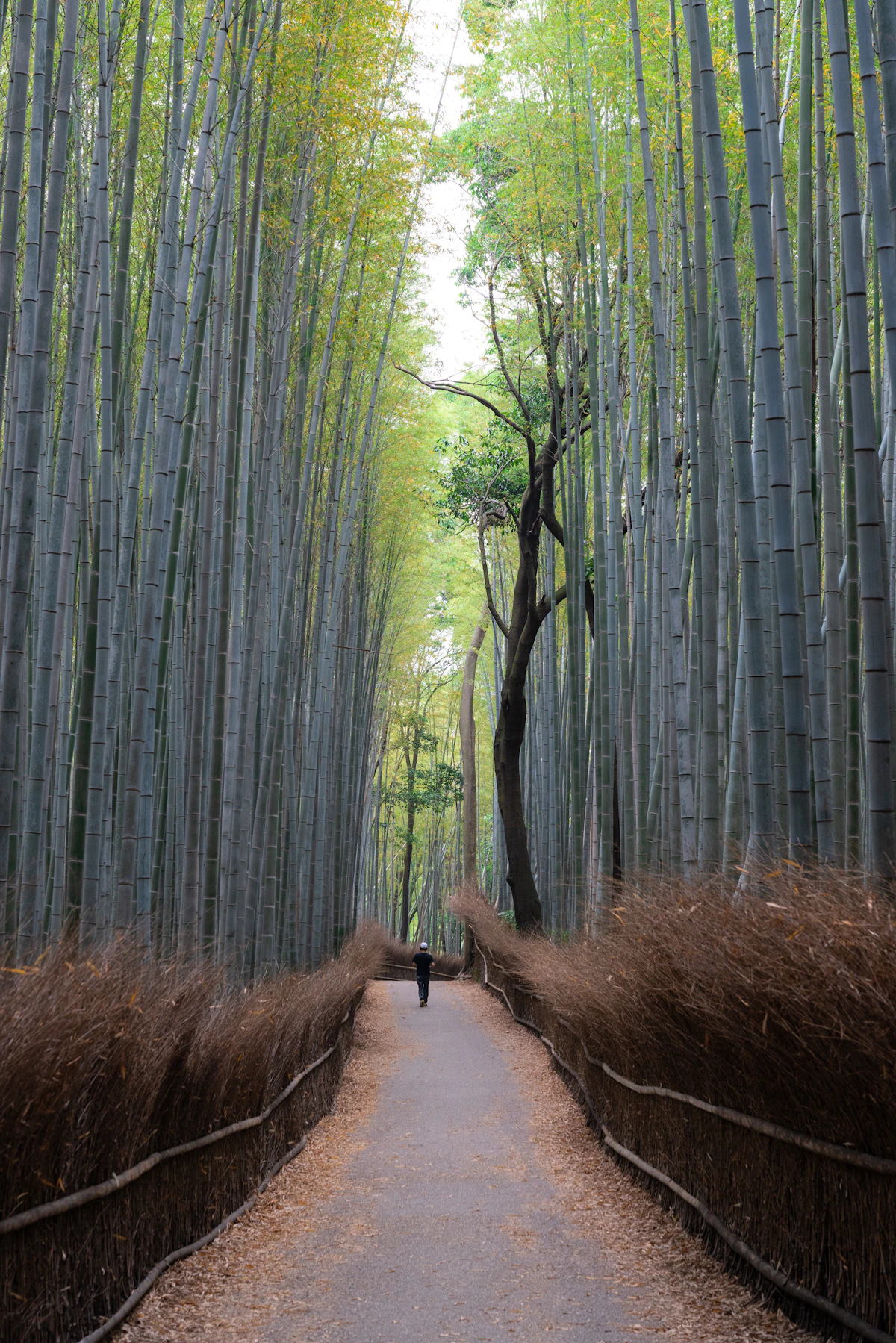 Tall bamboo rising above a path in Arashiyama, Kyoto