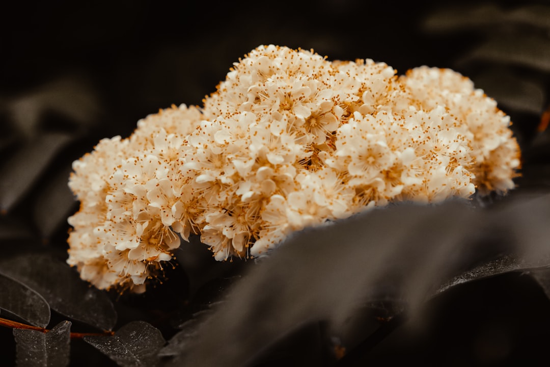 white cluster flowers