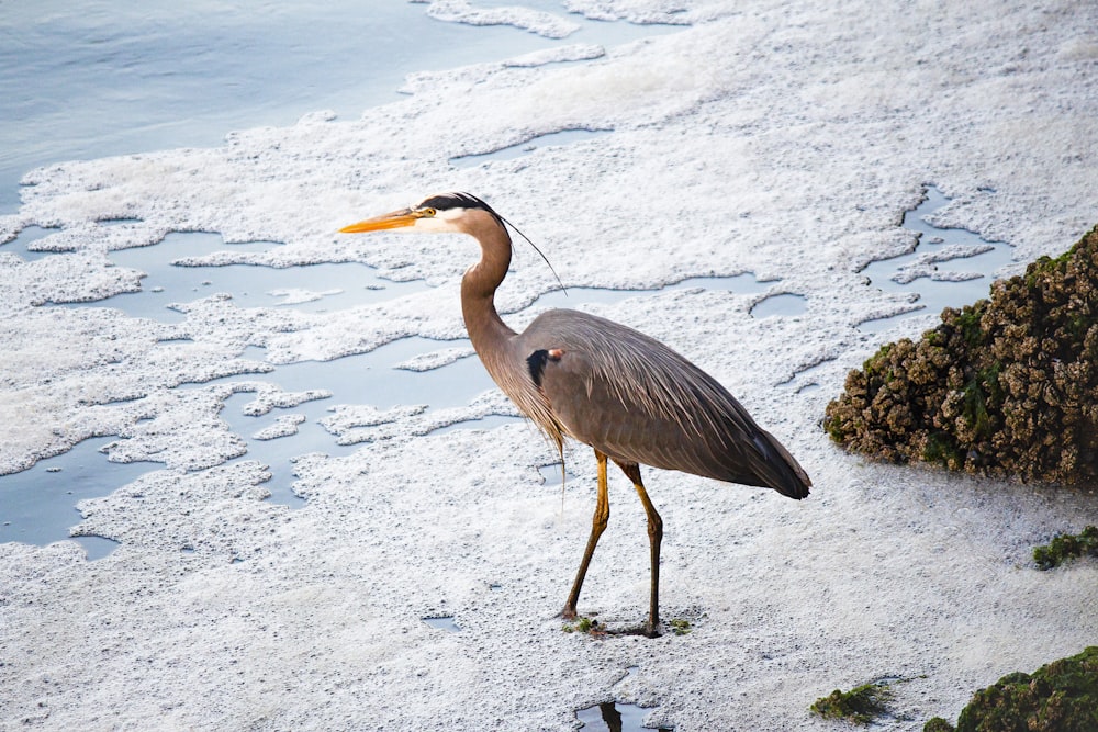 oiseau brun debout sur la neige