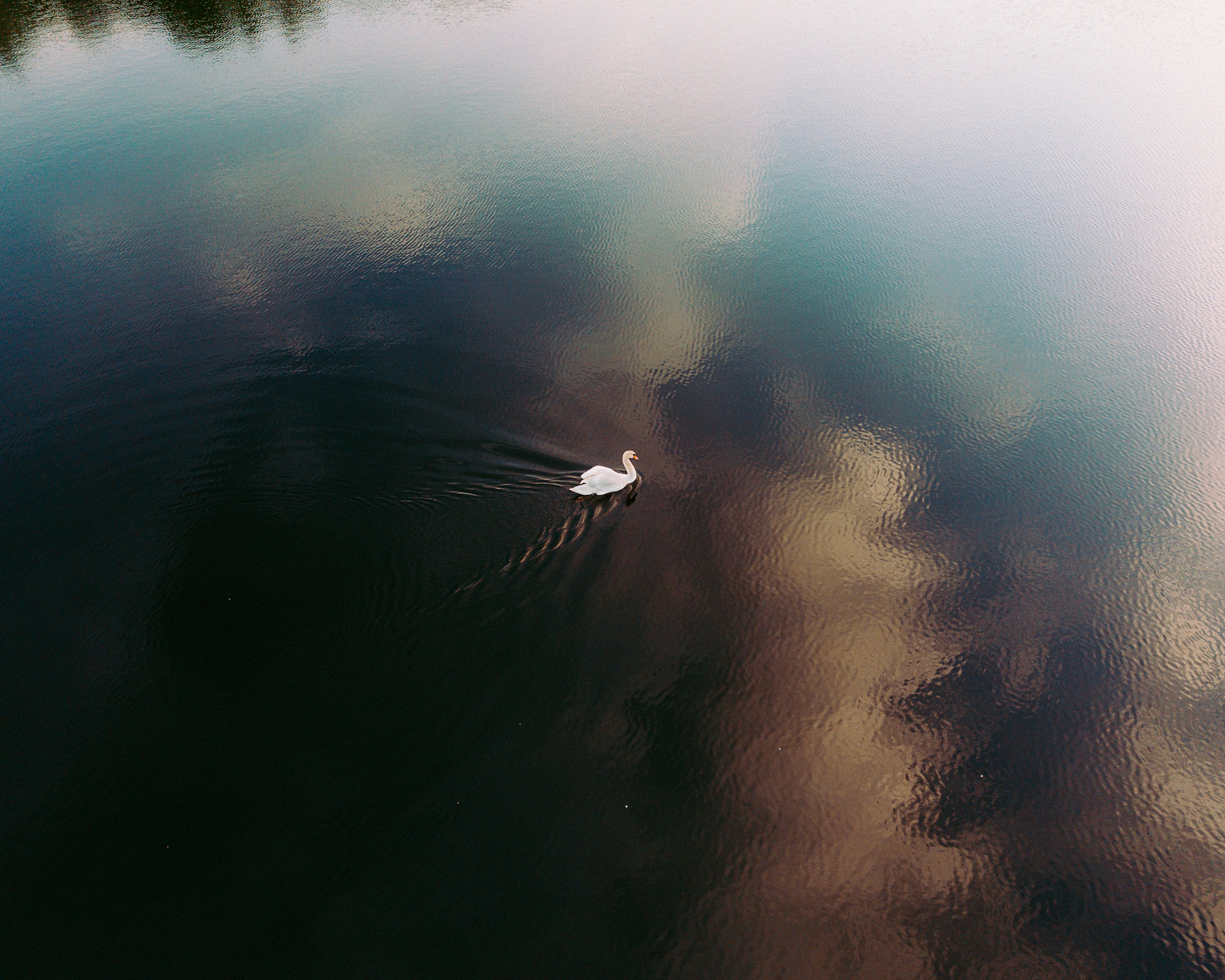 white swan swimming on body of water during daytime