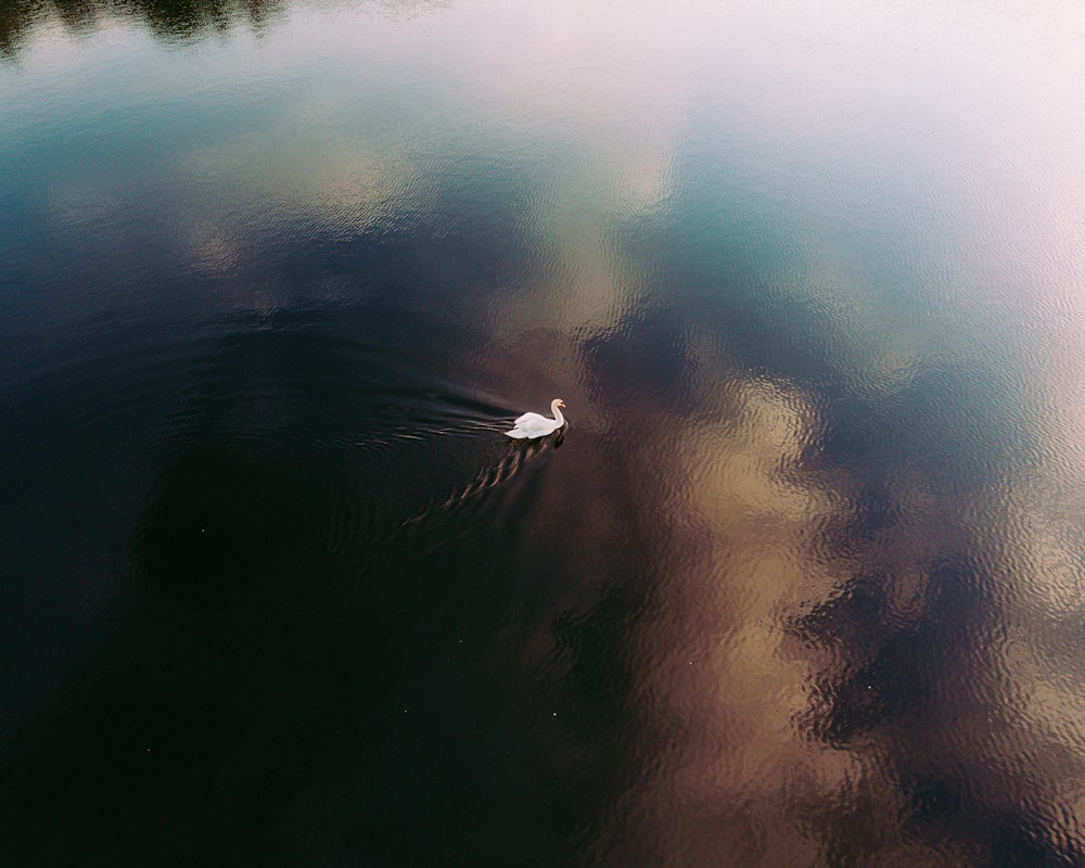 white swan swimming on body of water during daytime