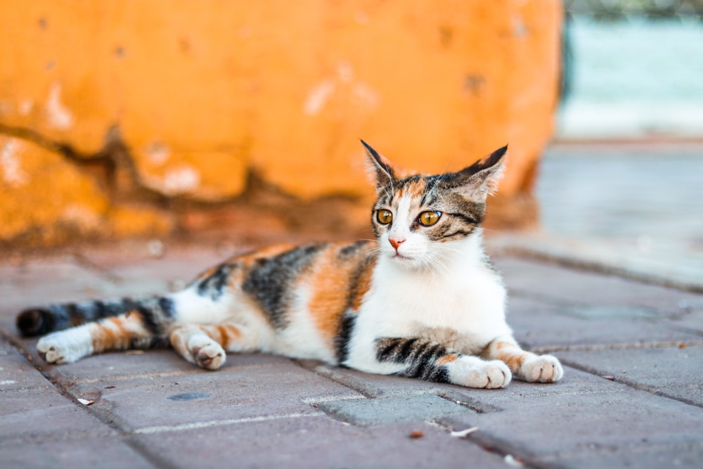 white, brown, and black cat on bricks flooring