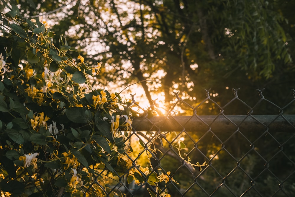 black fence near trees