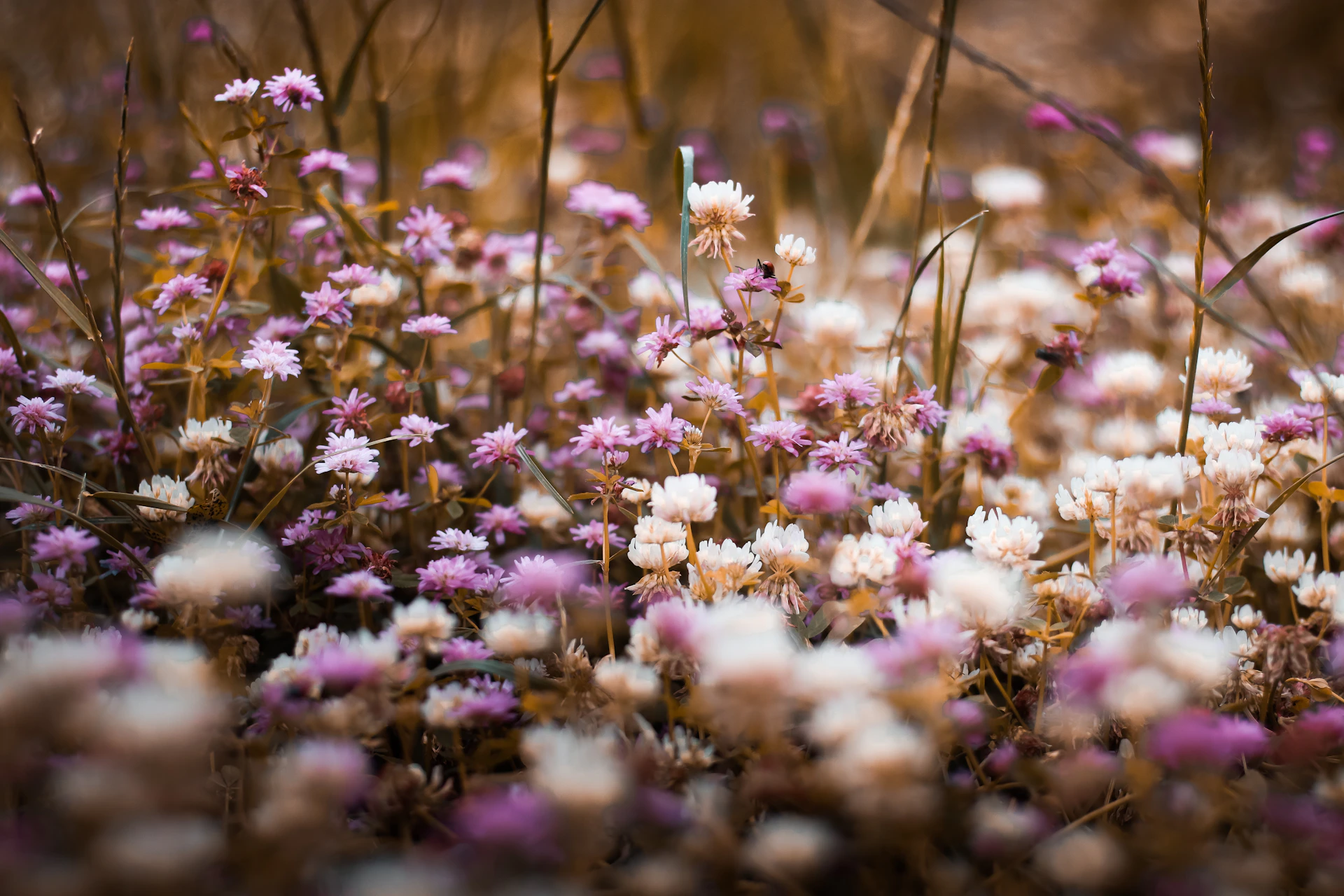 a bunch of purple and white flowers in a field