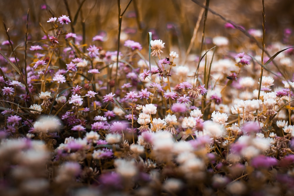 a bunch of purple and white flowers in a field