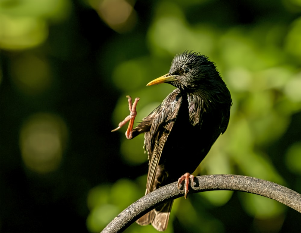 selective focus photography of black bird standing on tree branch