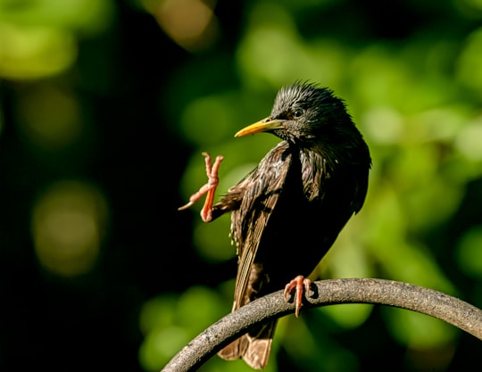 selective focus photography of black bird standing on tree branch in Holly Springs United States