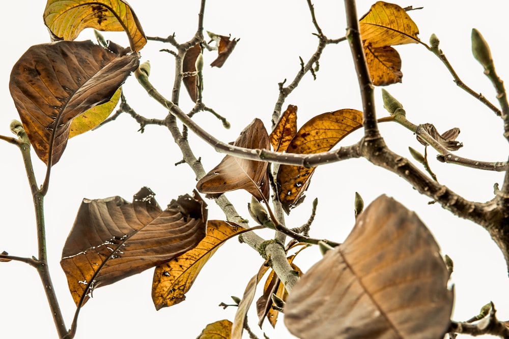 close-up photo of brown leaf