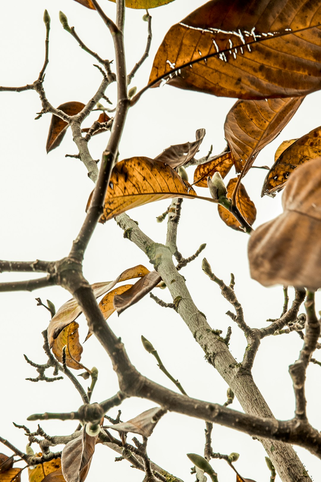 travelers stories about Wildlife in Upper Hutt City Library, New Zealand