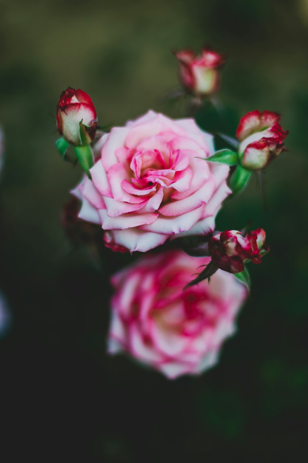 selective focus photography of pink petaled flower