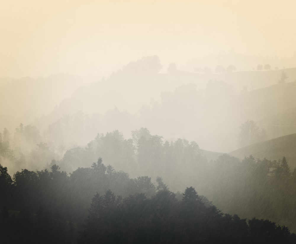 montagne entourée d’arbres