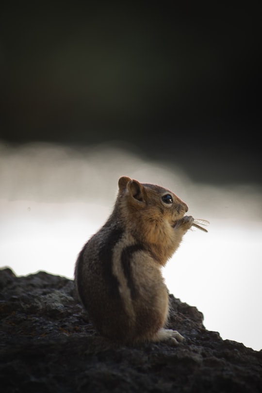 brown and gray squirrel on rock formation in Bend United States