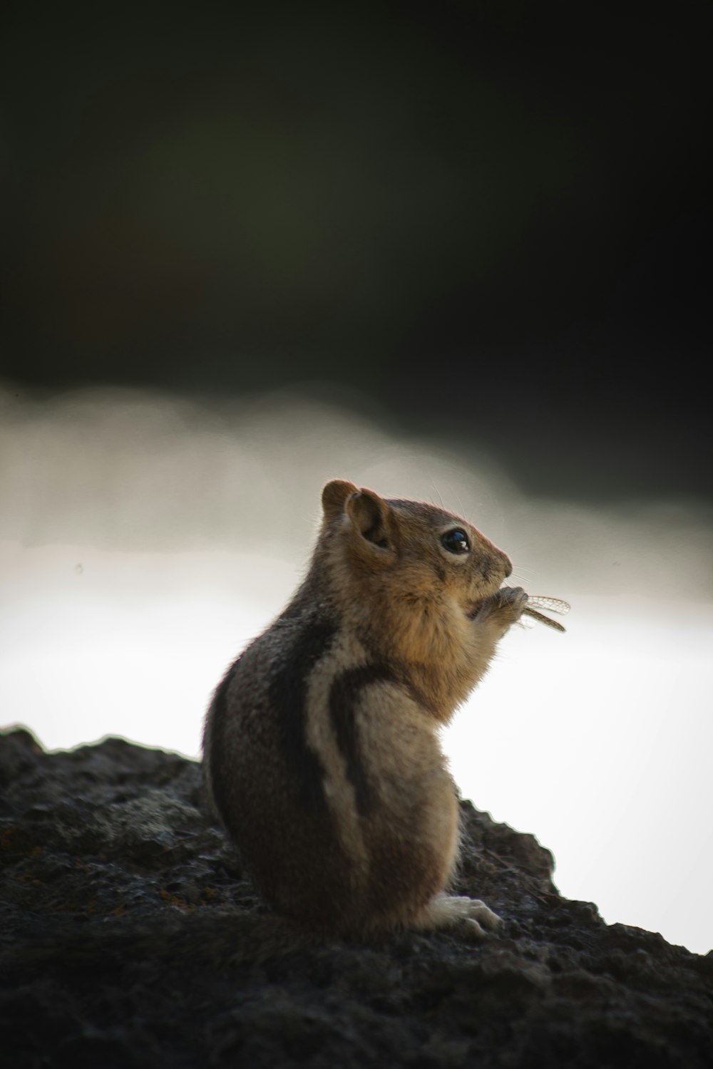 scoiattolo marrone e grigio sulla formazione rocciosa