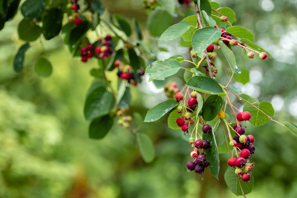 red fruits during daytime