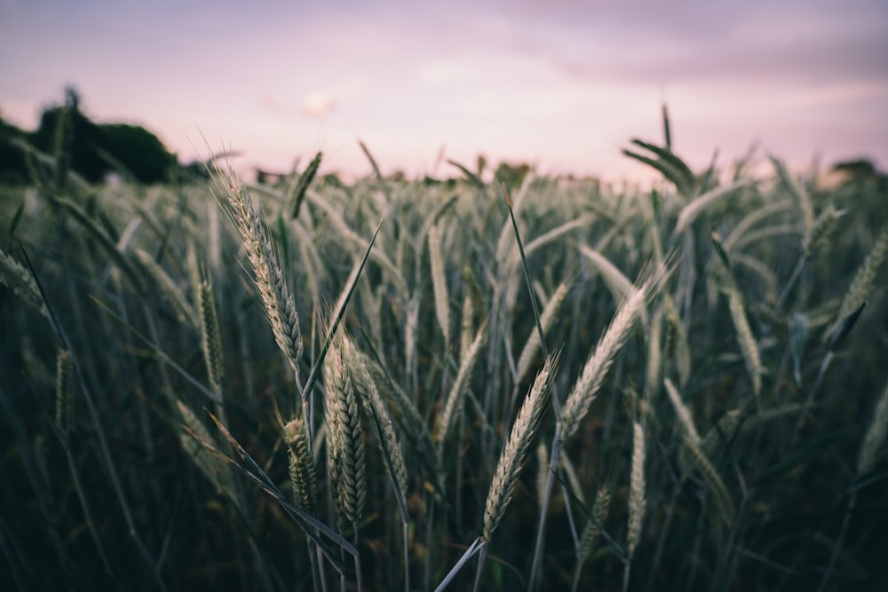 Fotografía de primer plano de hierba de trigo