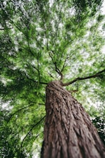 green leafed tree
