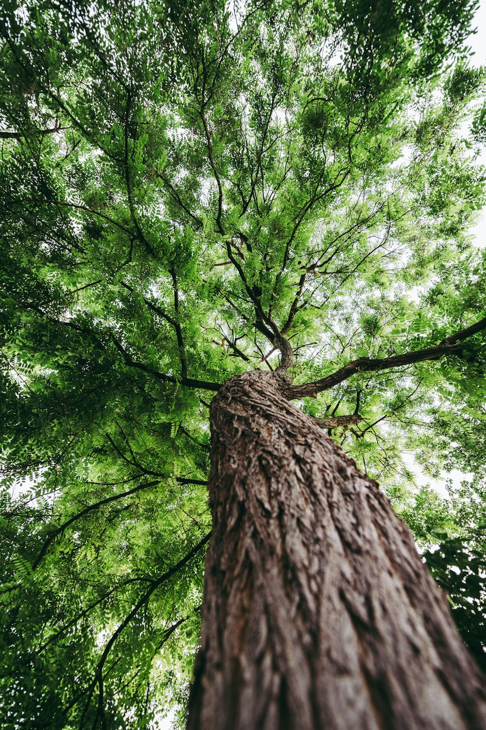 green leafed tree