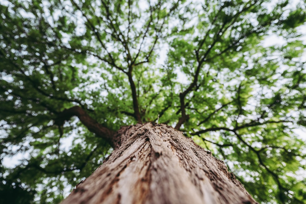 Fotografía de ángulo bajo de un árbol de hojas verdes