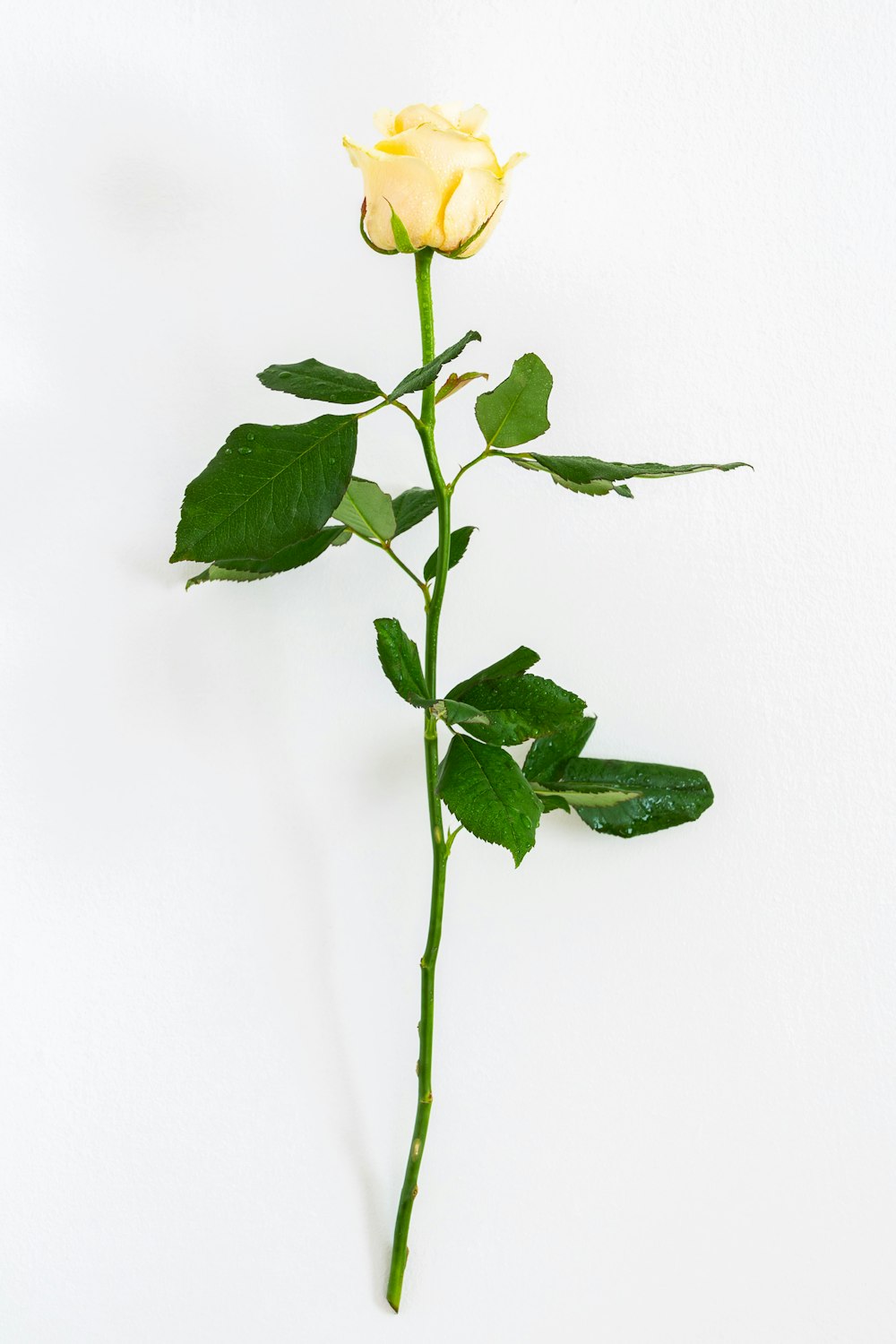 rosa de pétalos blancos sobre fondo blanco