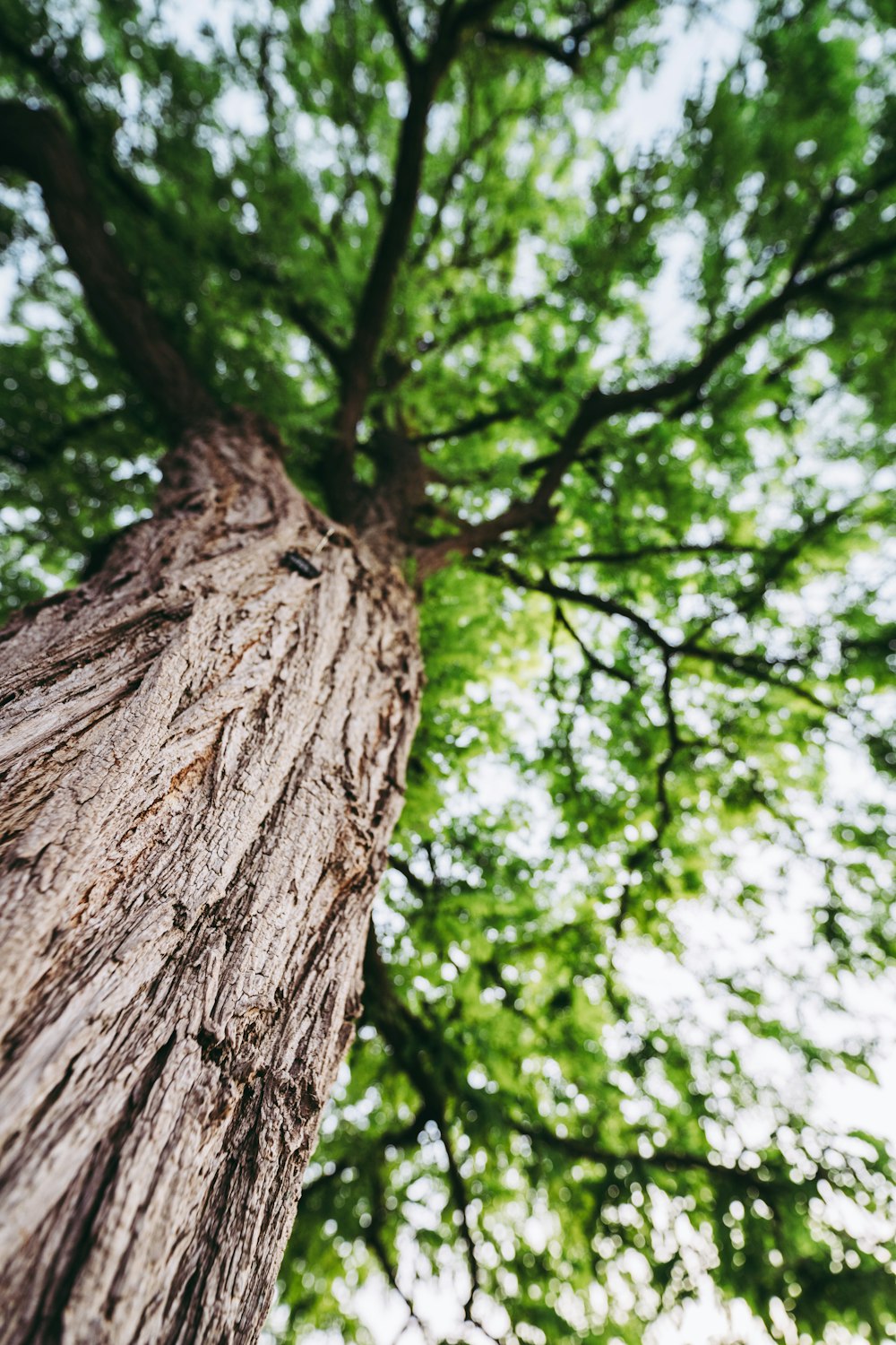 selective focus photo of tree bark