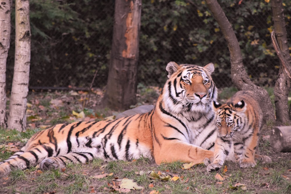 Tiger und Kalb neben Baum