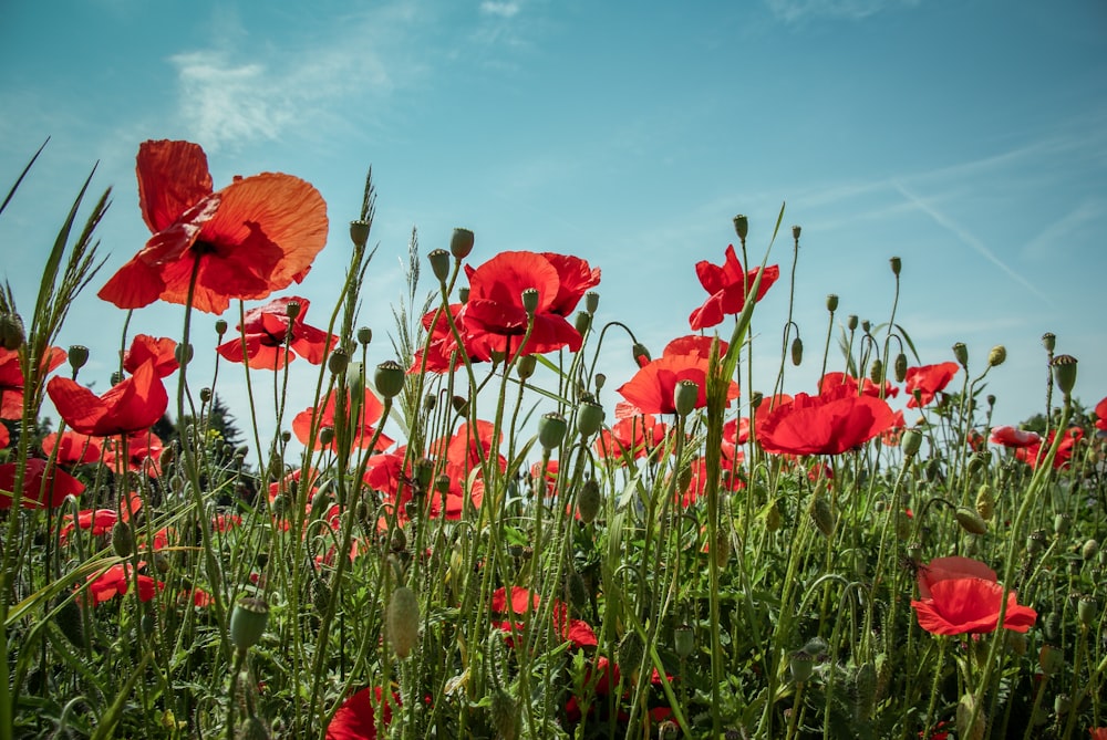 red poppy flowers