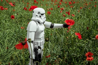 stormtrooper picking red poppies during daytime