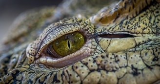 selective focus photography of crocodile eye
