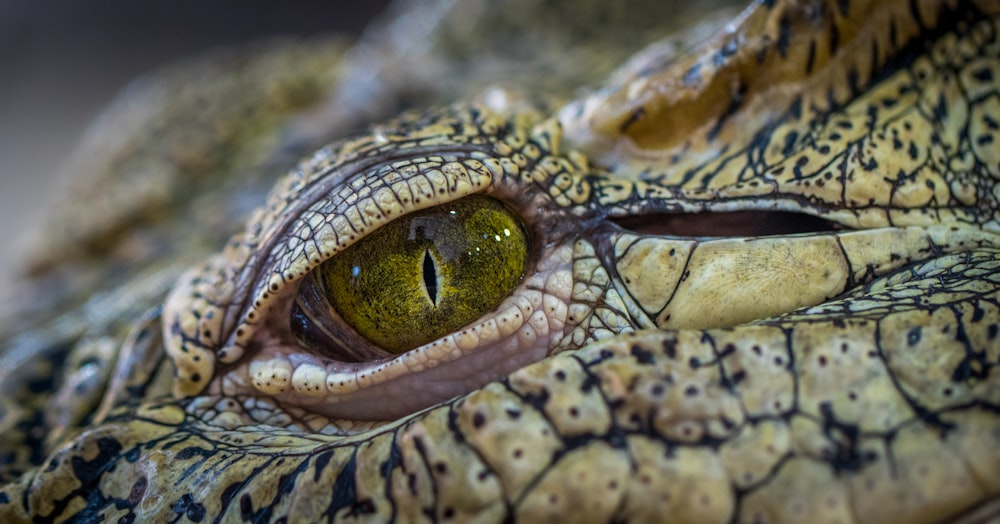 selective focus photography of crocodile eye