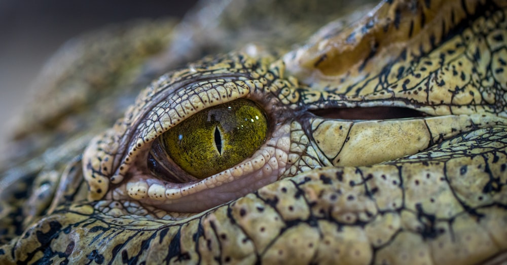 Photographie sélective de l’œil de crocodile