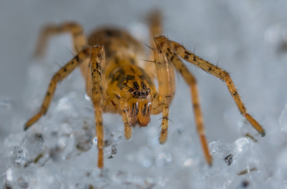 selective macro photo of brown spider