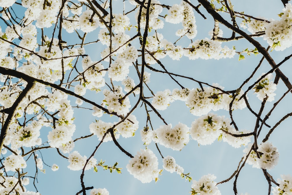 white cherry blossom flower low angle photography