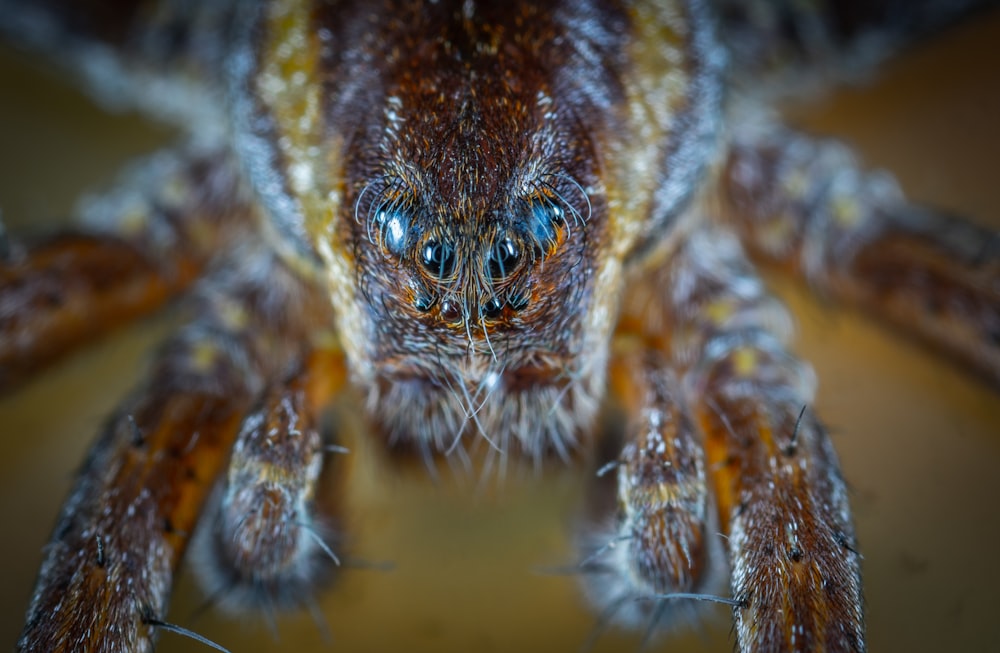closeup photography of spider