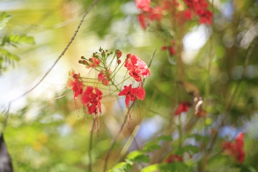 Delicate red flowers with long stamens are prominently displayed against a background of lush green foliage. The lighting is soft and dappled, suggesting a sunny day with some shade. The image captures the vibrant colors and intricate details of the flowers, creating a peaceful and serene scene.