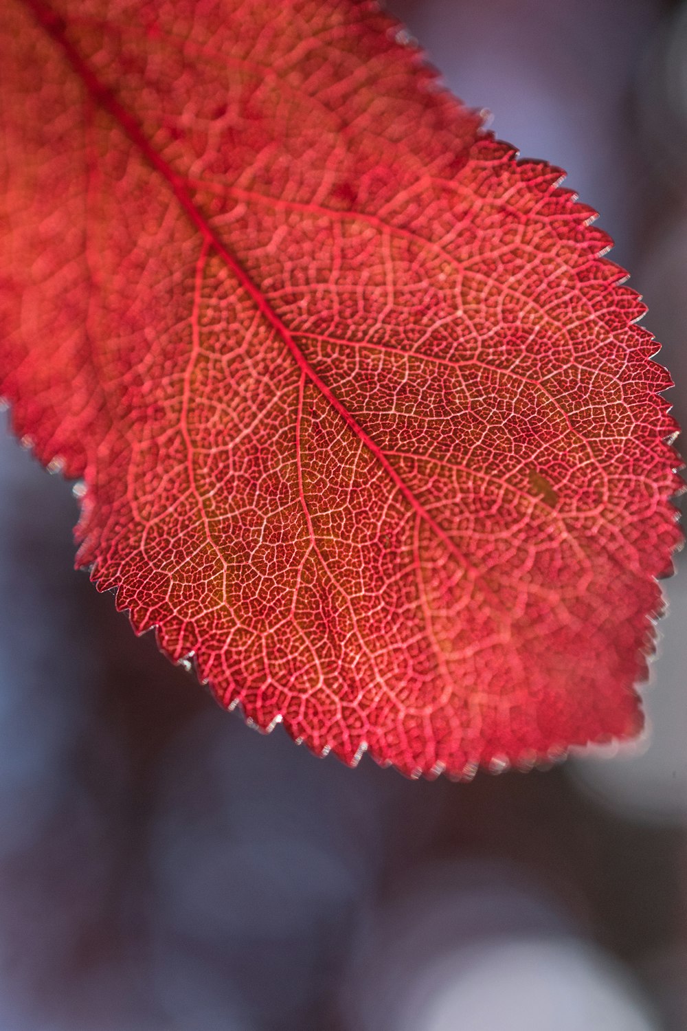 selective focus photography of red leaf