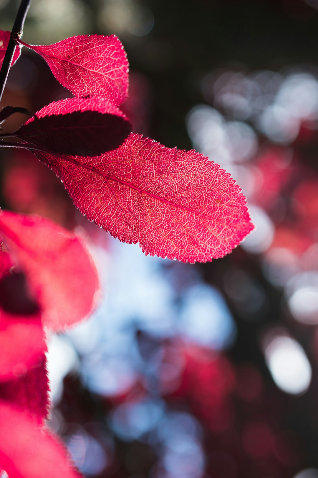 red leaf plant